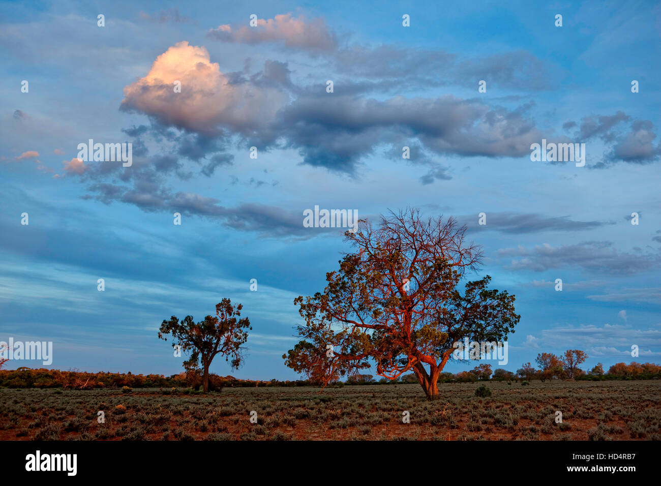 Letzten Lichtstrahlen fallen auf Bäumen in semi-ariden australischen outback Land Stockfoto