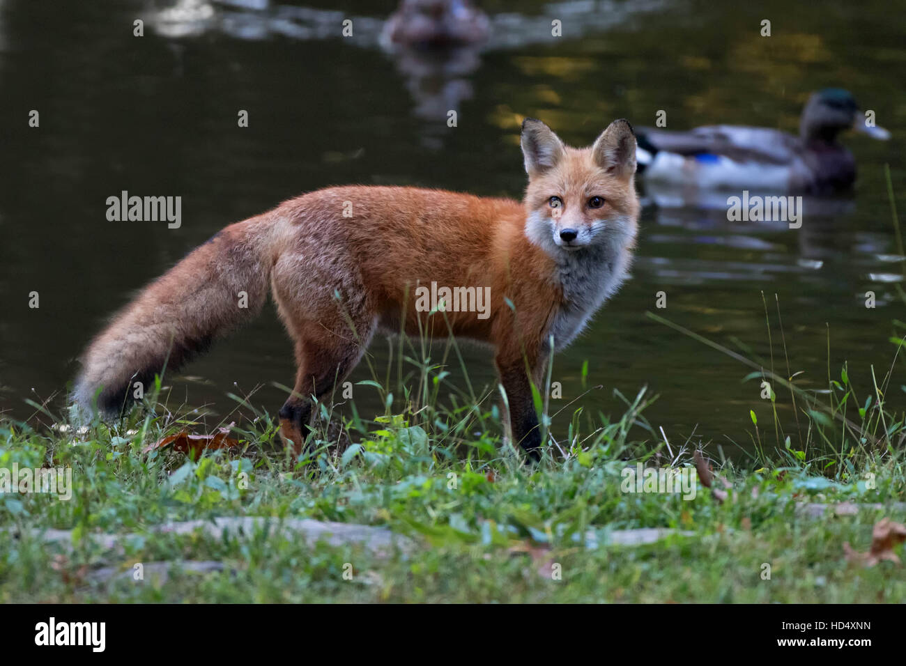 Rotfuchs am Ufer in der Nähe von einem Teich mit einer Stockente drake Stockfoto