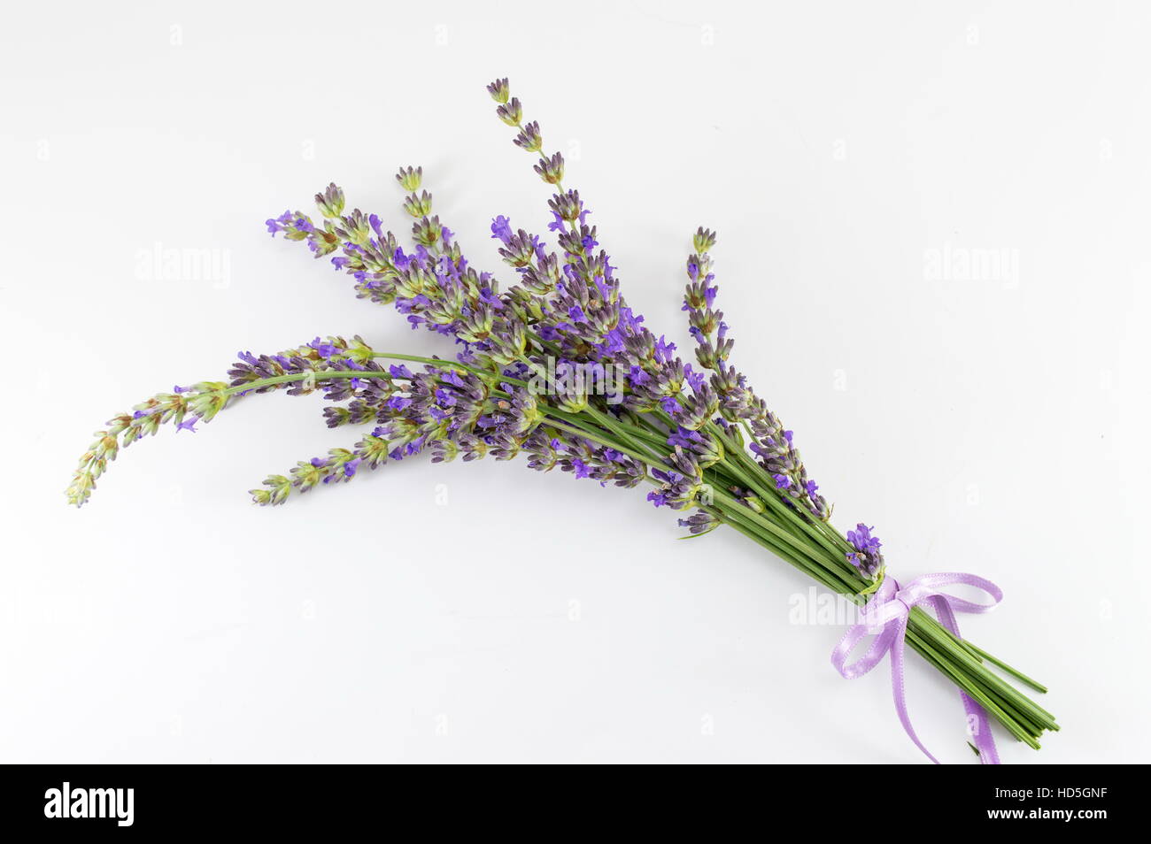 Lavendel-Blumenstrauß-Filialen auf weißem Hintergrund Stockfoto