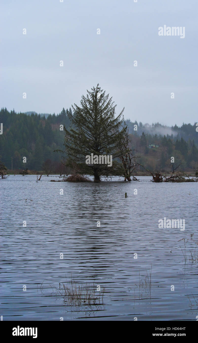 Vertikale Bild eines Baumes in einem überschwemmten Zone Stockfoto