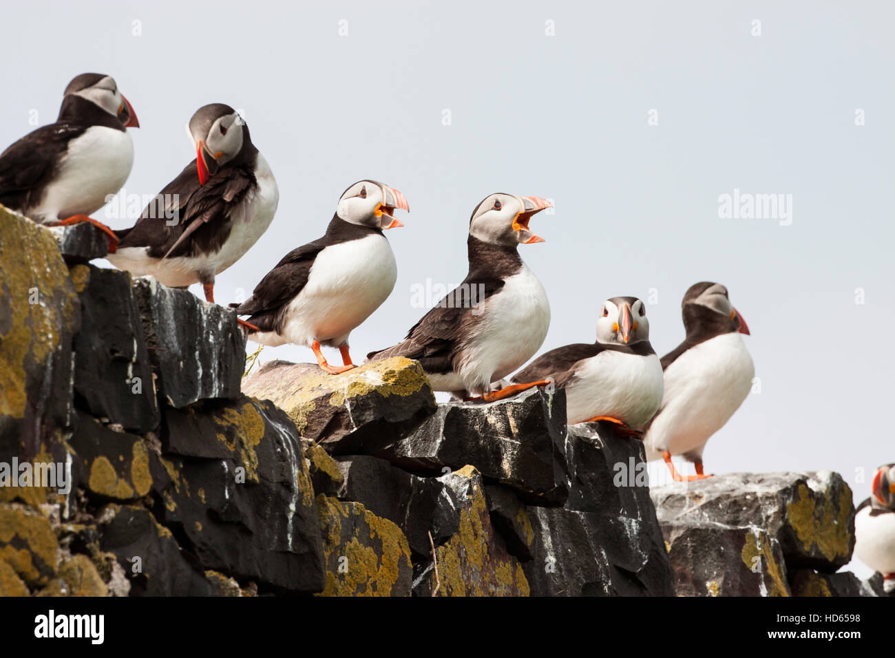 Papageitaucher (Fratercula Arctica), Gruppe auf Felsen, Grundnahrungsmittel Insel, Farne Islands, Northumberland, England, Vereinigtes Königreich Stockfoto