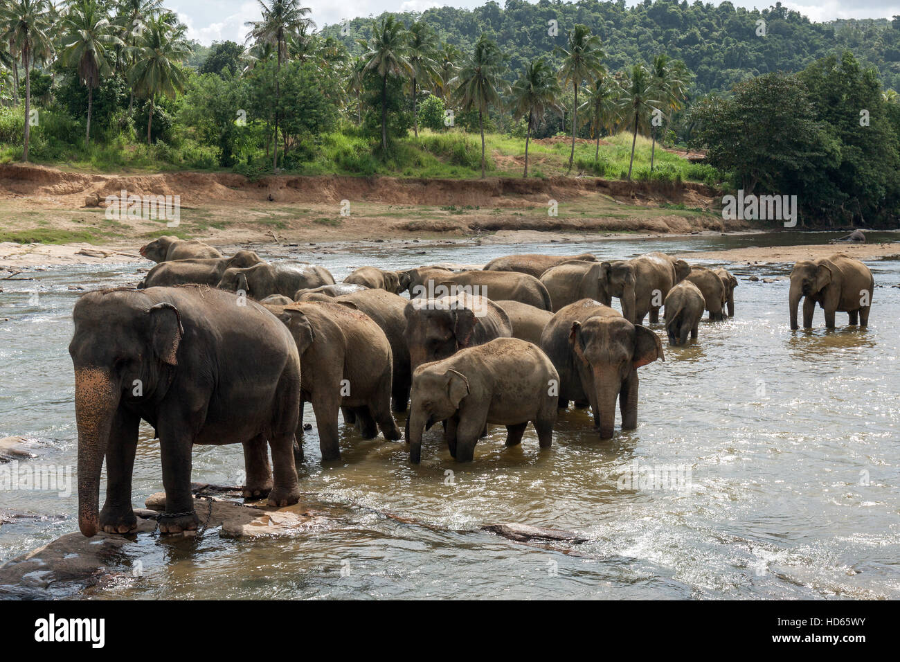 Asiatische oder asiatische Elefanten (Elephas Maximus), Baden in Maha Oya Fluss, Pinnawala Elefanten Waisenhaus, Pinnawala Herde Stockfoto
