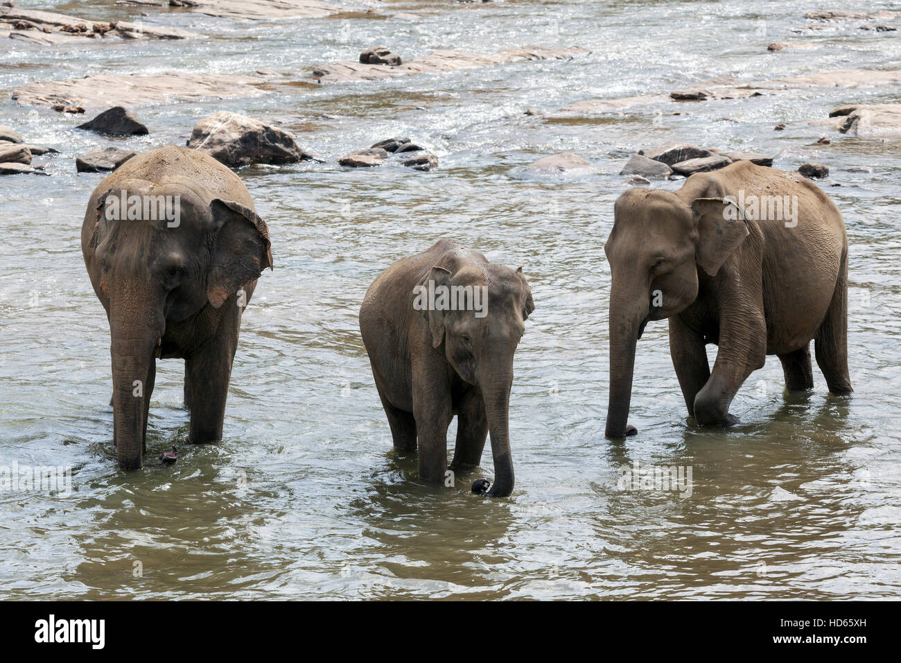 Asiatische oder asiatische Elefanten (Elephas Maximus), Baden in Maha Oya Fluss, Pinnawala Elefanten Waisenhaus, Pinnawala Stockfoto