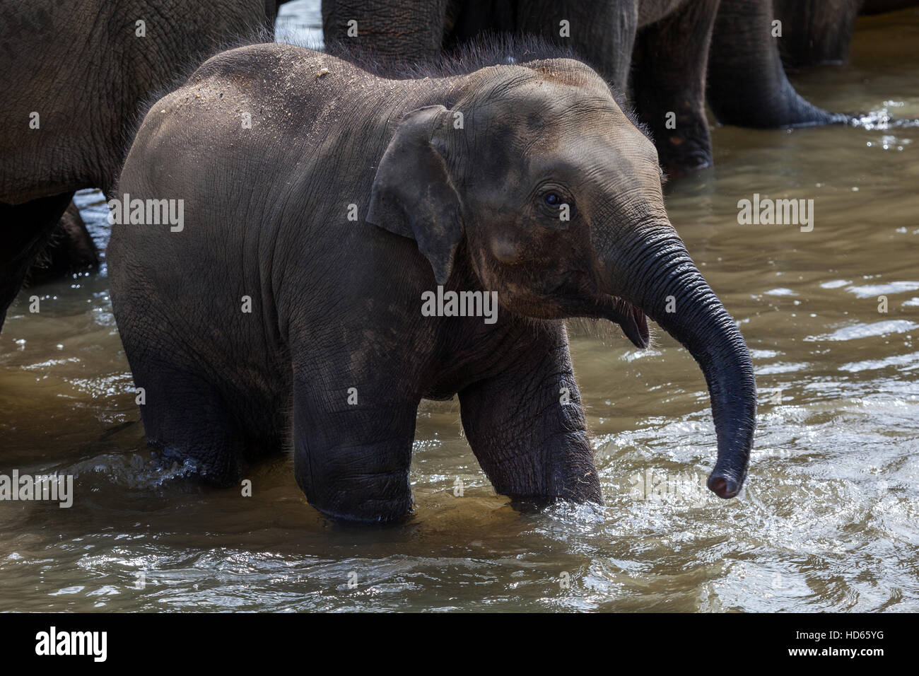 Asiatischer Elefant (Elephas Maximus), juvenile in Maha Oya Fluss, Pinnawala Elephant Orphanage, Central Province, Sri Lanka Stockfoto