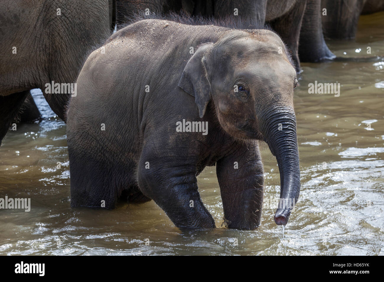 Asiatischer Elefant (Elephas Maximus), juvenile in Maha Oya Fluss, Pinnawala Elephant Orphanage, Central Province, Sri Lanka Stockfoto