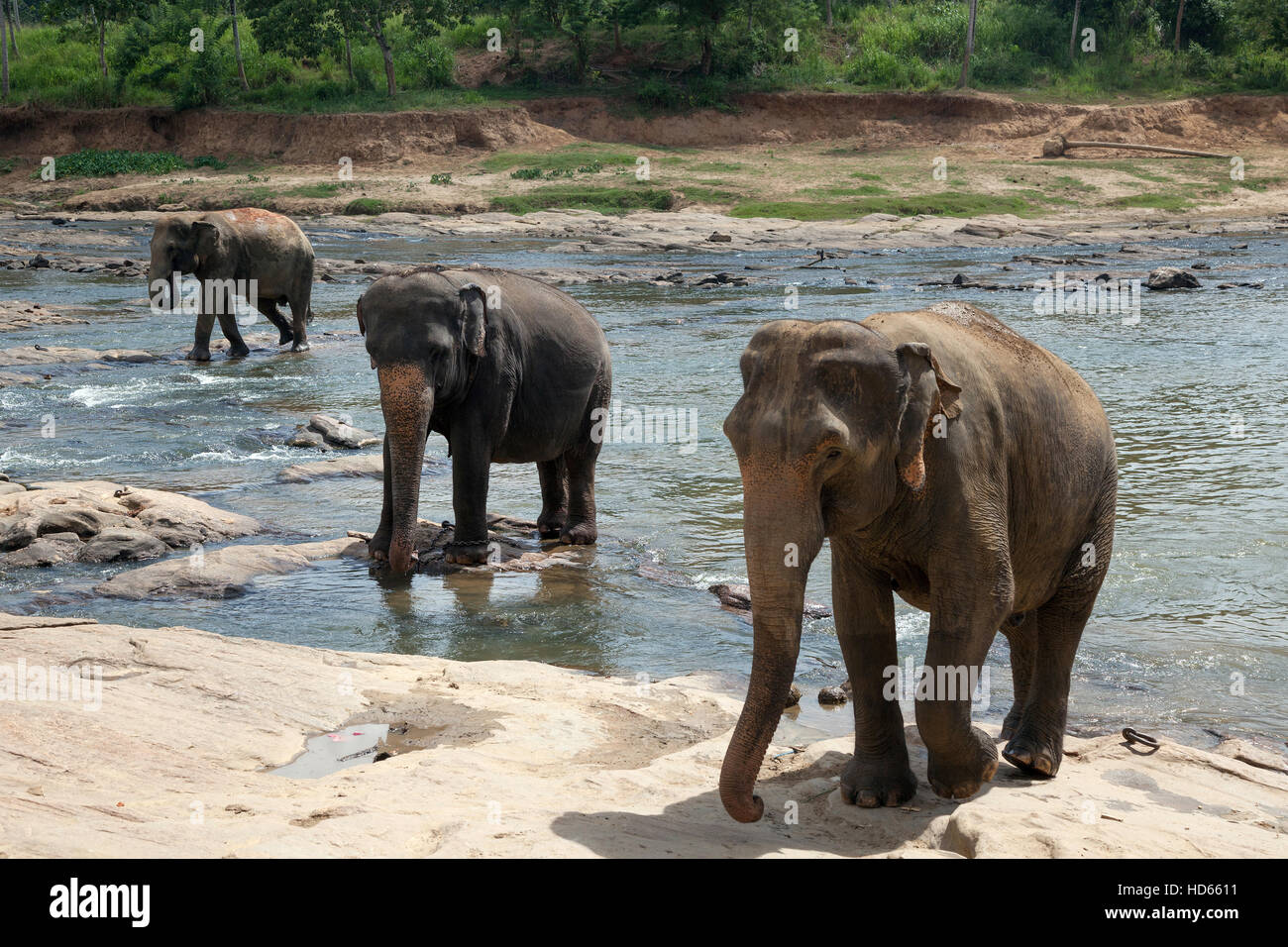 Asiatische oder asiatische Elefanten (Elephas Maximus), Baden in Maha Oya Fluss, Pinnawala Elefanten Waisenhaus, Pinnawala Stockfoto