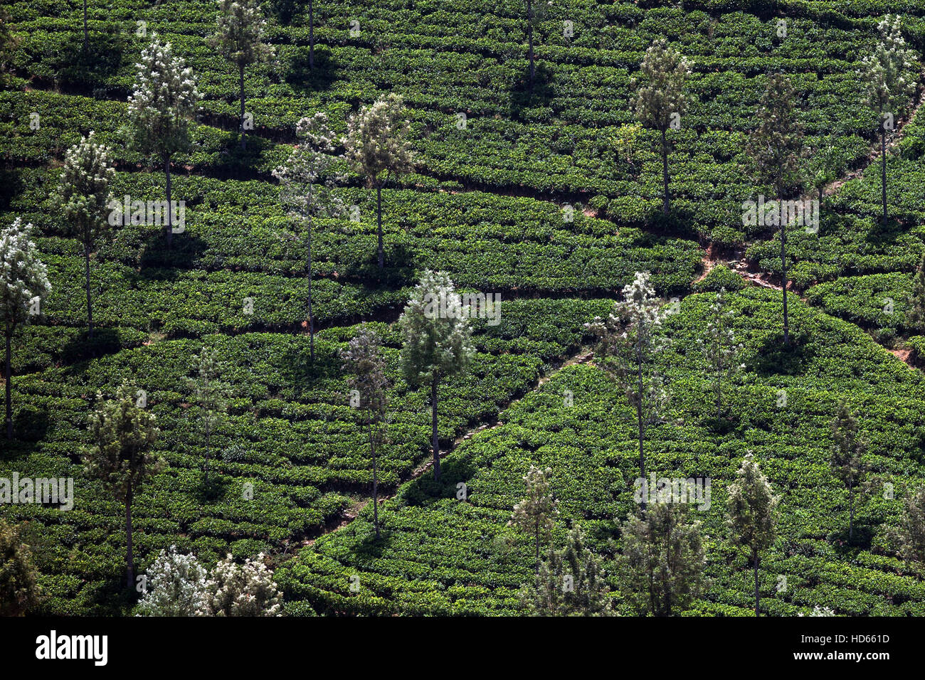 Teepflanzen (Camellia Sinensis), Hochland Anbau Haputale, Central Province, Sri Lanka Stockfoto