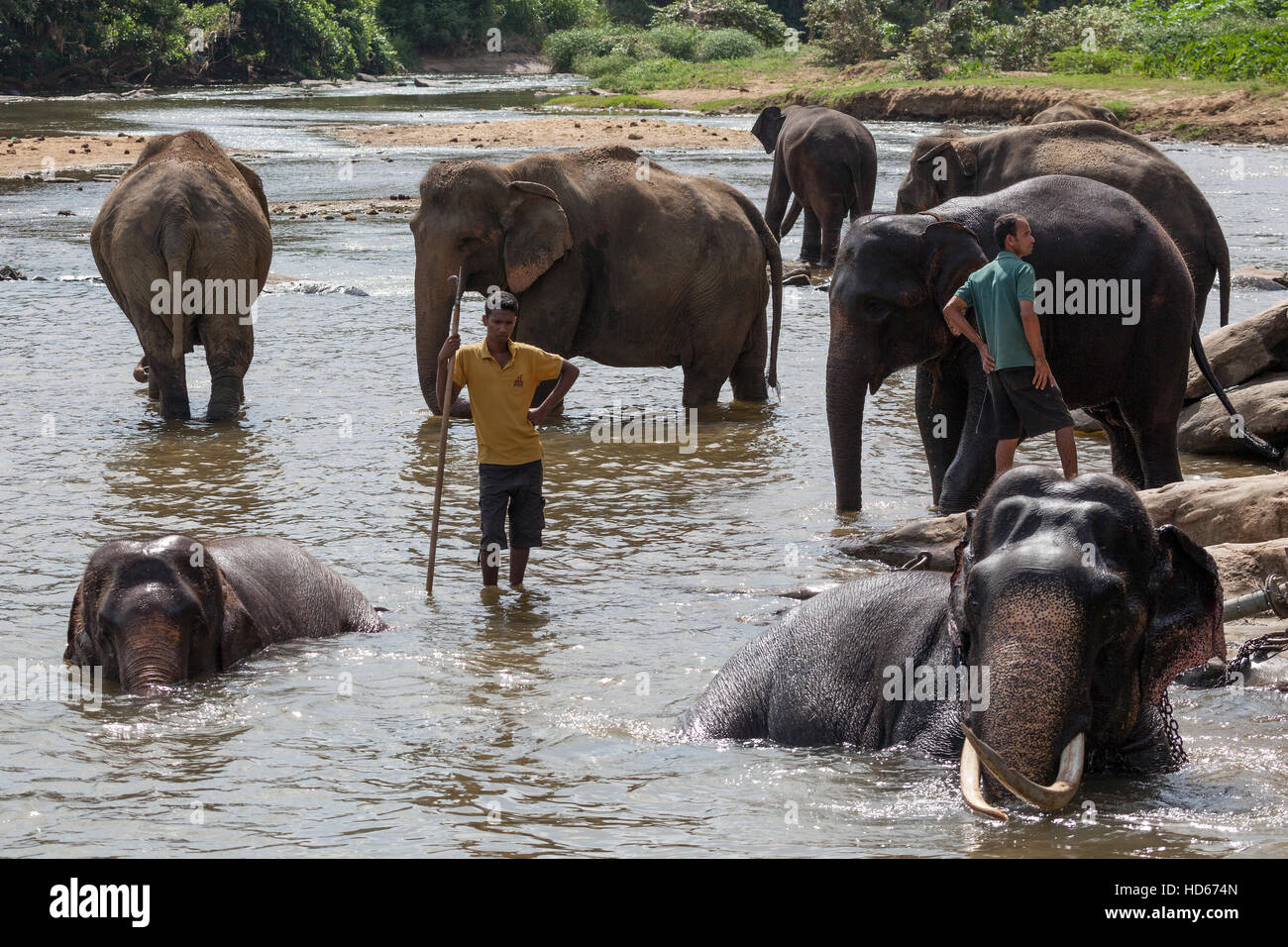 Asiatische oder asiatische Elefanten (Elephas Maximus), Herde in Maha Oya Fluss, Halter oder Mahouts in der Nähe Baden Stockfoto