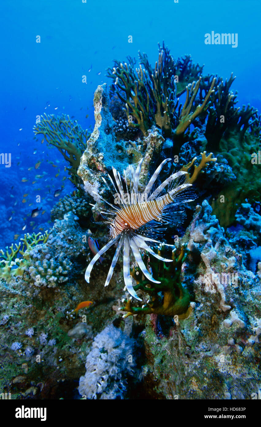 Clearfin Lionfish, radiale Firefish oder Tailbar Rotfeuerfisch (Pterois Radiata) Rotes Meer, Ägypten, Afrika Stockfoto