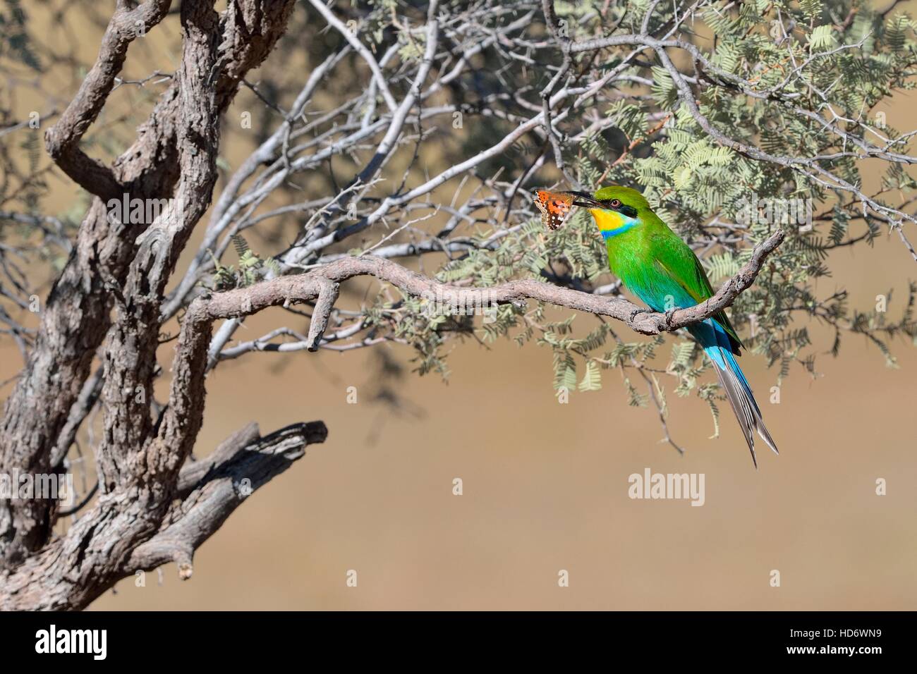 Zinnenkranz Bienenfresser (Merops Hirundineus), mit Schmetterling Beute im Schnabel, Kgalagadi Transfrontier Park, Südafrika, Afrika Stockfoto