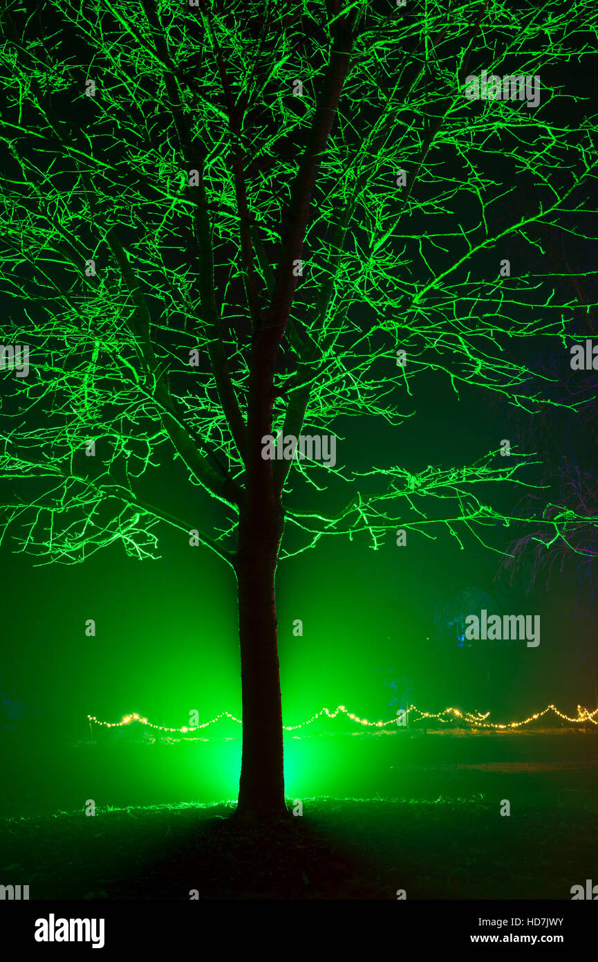 Baum, grünes Licht bei RHS Wisley Gardens, Surrey, England. Weihnachten Leuchten Festival 2016 Stockfoto