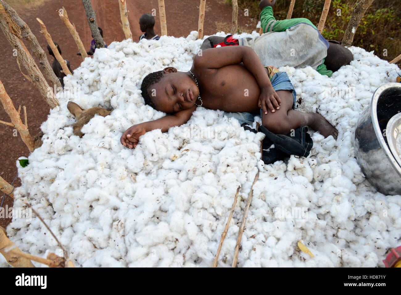 BURKINA FASO, Dorf Soumousso, Baumwollernte, transport von Kindern geernteten Baumwolle mit Eselskarren in ihr Dorf, erschöpften Kinder schlafen im Baumwollfaser / Baumwolle Ernte, Kinder Transportieren Baumwolle Mit Einem Eselkarren Vom Feld in Ihr Dorf, Erschoepfte Kleinkinder Alpenzimmern in der Baumwolle Stockfoto