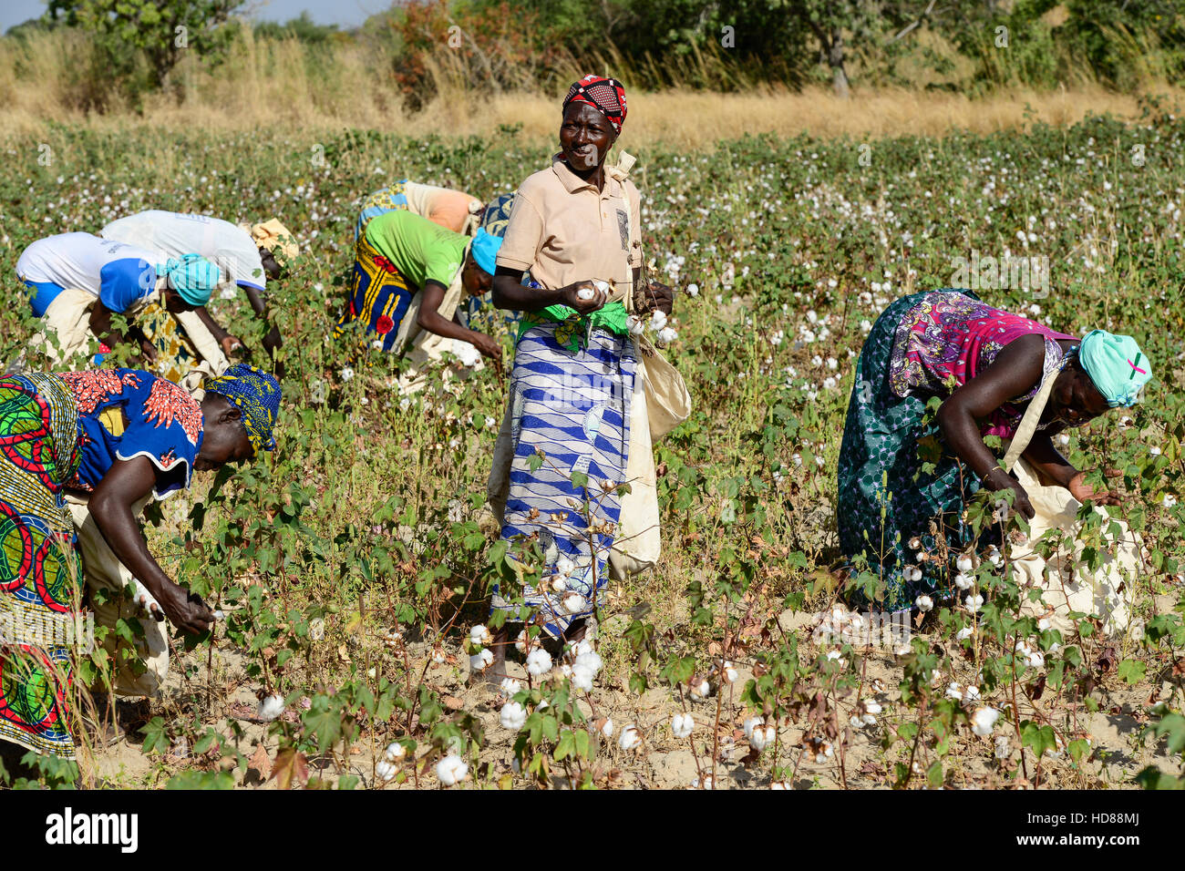 BURKINA FASO, Dorf GOUMSIN in der Nähe von SAPONE, Bio und Fair-Trade-Baumwollanbau, manuelle Ernte auf Bauernhof / fair Gehandelte Biobaumwolle, Frauen Bei der Manuellen Ernte Stockfoto