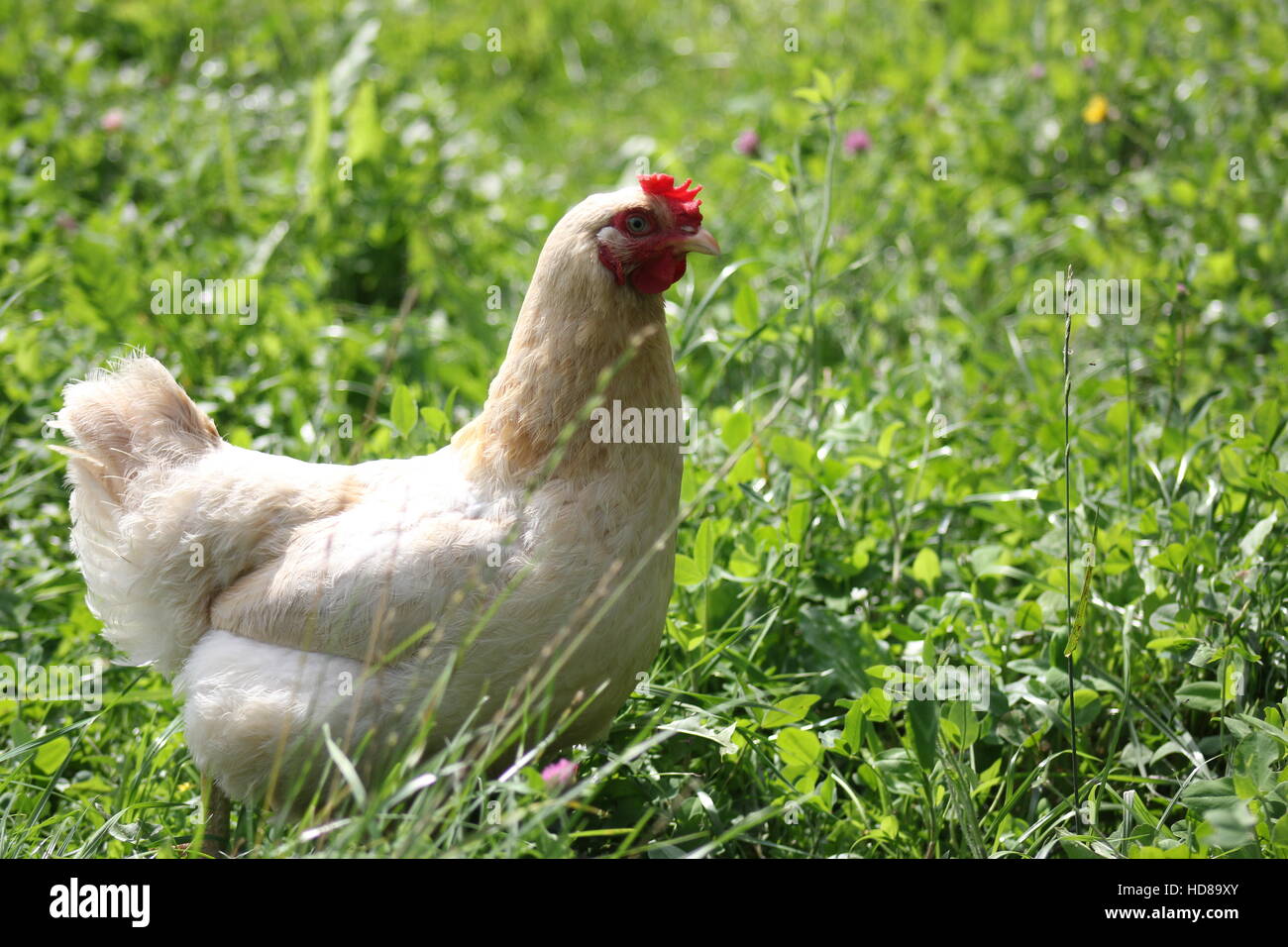 Ein weisses Leghorn-Freilandhuhn streut 2016 auf einer organischen DeKalb County Farm in der Nähe von Spencerville, Indiana, USA, durch das Unkraut. Stockfoto