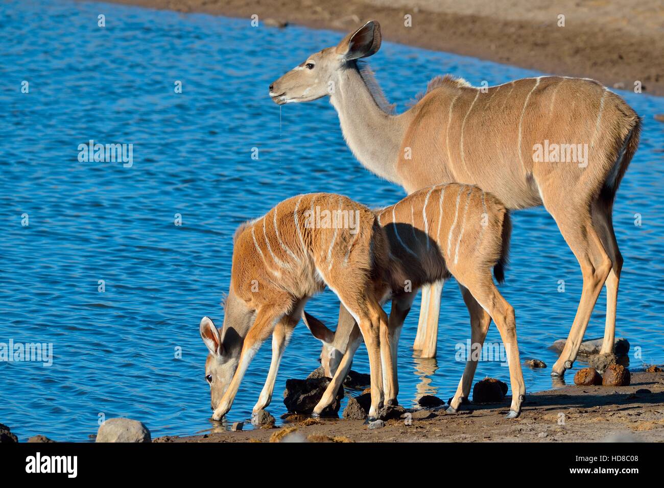 Größere Kudus (Tragelaphus Strepsiceros), Mutter mit zwei jungen, trinken am Wasserloch, Etosha Nationalpark, Namibia, Afrika Stockfoto