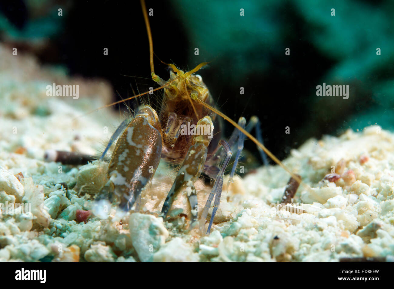 Die erstaunlich und fast vollständig blinde Grundel Garnelen. Unterwasser Koh Tao Stockfoto