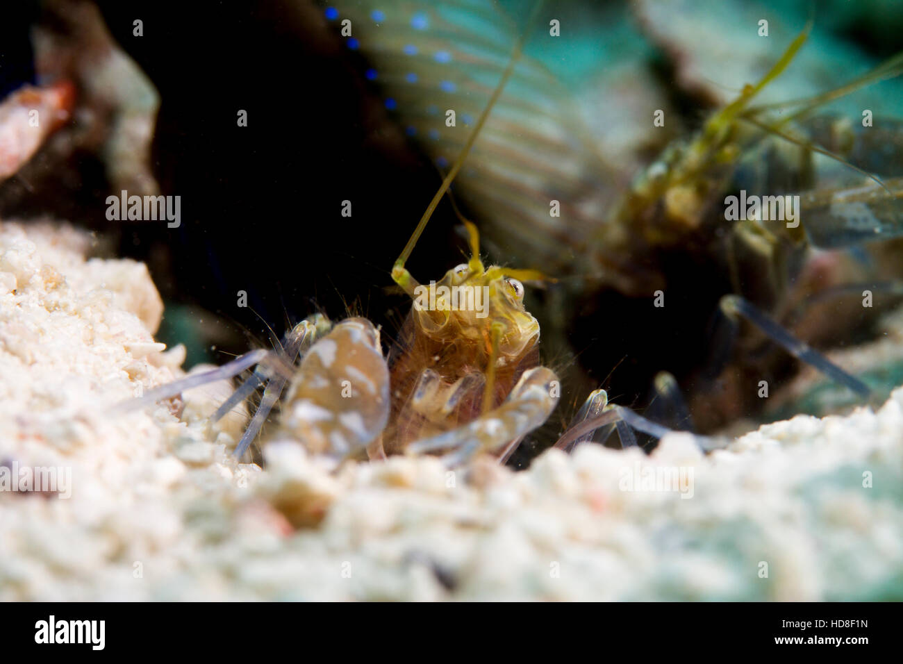 Die erstaunlich und fast vollständig blinde Grundel Garnelen. Unterwasser Koh Tao Stockfoto