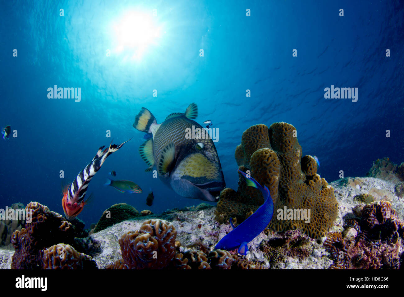 Ein Titan-Drückerfisch knirscht durch Gestein wie Korallen in schönen blauen Wasser mit der thailändischen Sonne bis oben. Stockfoto