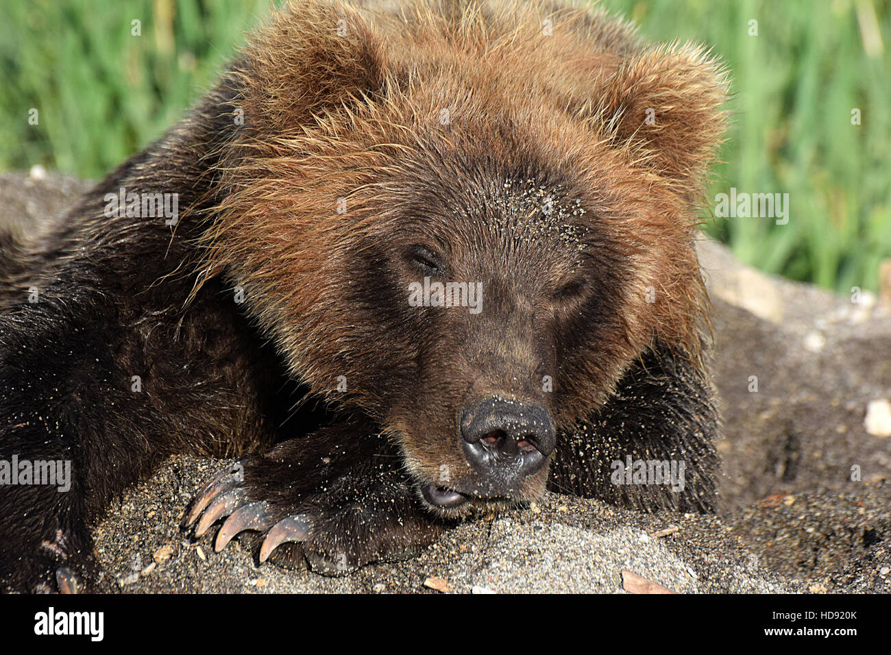 Kamtschatka Halbinsel Russland Stockfoto