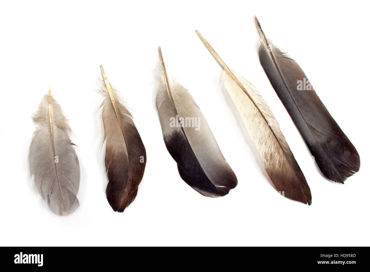 Federn, isoliert auf weiss Stockfoto
