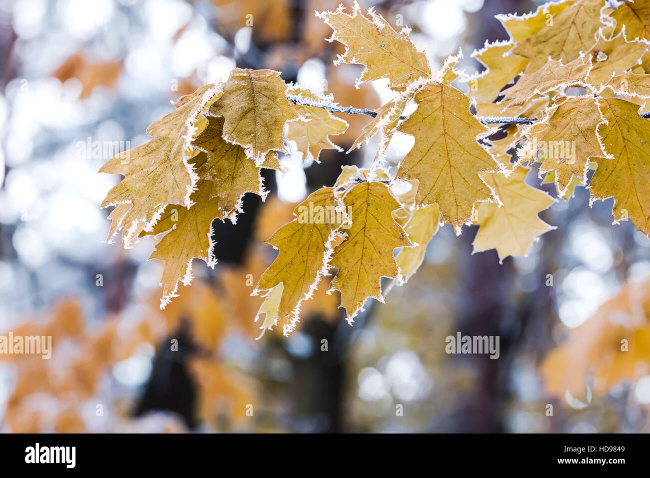 frühen Herbstmorgen mit Raureif auf Ahorn Blätter am Ast Stockfoto