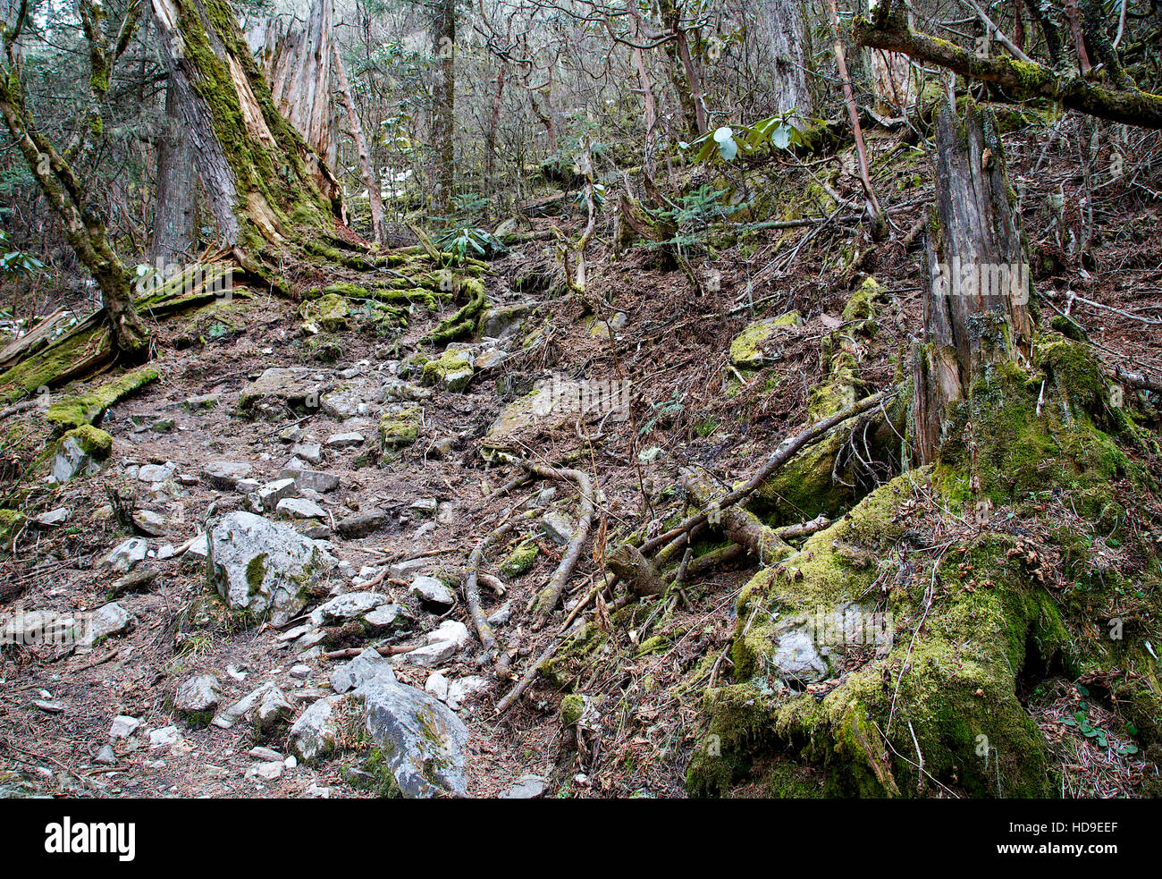 Wandern durch den Wald bei Chele la. Stockfoto