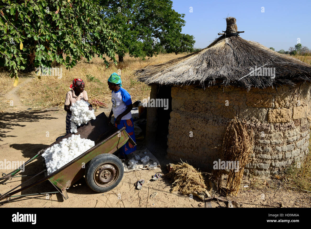 BURKINA FASO, Dorf GOUMSIN in der Nähe von SAPONE, Bio und Fairtrade Baumwolle Landwirtschaft, Ernte von Hand am Bauernhof der Bäuerin HÉLÈNE KABRE, Lagerung im Lehm Hütte / fair Gehandelte Biobaumwolle, Ernte Bei Kleinbaeuerin HÉLÈNE TOGOERIN Zwischenlagerung in Lehmhuette Stockfoto