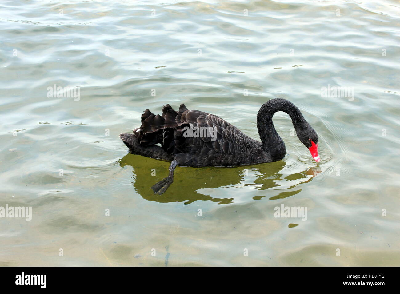 Schwarzer Schwan Stockfoto