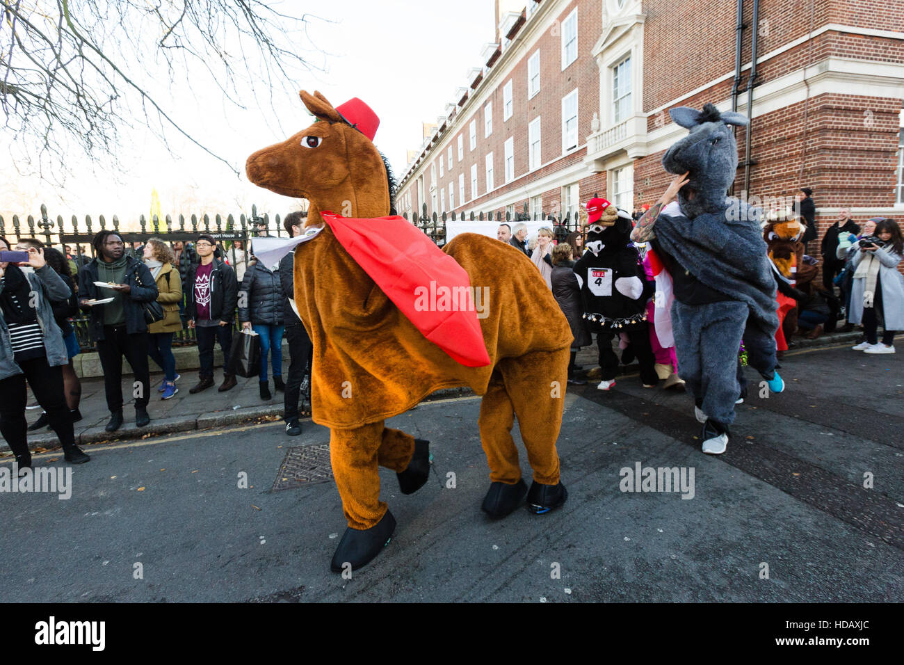 Greenwich, London, UK. 11. Dezember 2016. Menschen verkleidet als kostümierte Pantomime Pferde in der jährlichen London Pantomime Pferderennen in Greenwich, Süd-Ost-London statt teilnehmen. Die Komödie-Rennen findet statt durch die Straßen von Greenwich, mit der "Rennpferde" einander bis zur Ziellinie, Halt an verschiedenen Kneipen und Boxenstopps wie sie für verschiedene Wohltätigkeitsorganisationen zu Weihnachten Geld. Bildnachweis: Vickie Flores/Alamy Live-Nachrichten Stockfoto