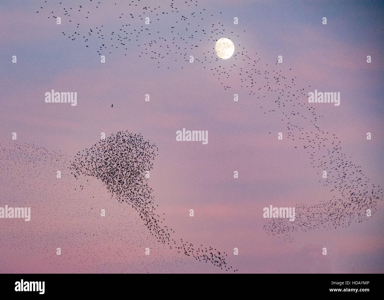 Marazion, Cornwall, UK. 11. Dezember 2016. Zehntausende von Stare kommen zum Schlafplatz auf den Röhrichten Marazion Marsh RSPB Reserve mit Schaulustigen am Straßenrand Verpackung um das nächtliche Spektakel zu sehen. Bildnachweis: Simon Maycock/Alamy Live-Nachrichten Stockfoto