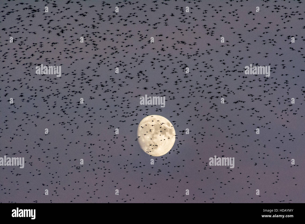 Marazion, Cornwall, UK. 11. Dezember 2016. Zehntausende von Stare kommen zum Schlafplatz auf den Röhrichten Marazion Marsh RSPB Reserve mit Schaulustigen am Straßenrand Verpackung um das nächtliche Spektakel zu sehen. Bildnachweis: Simon Maycock/Alamy Live-Nachrichten Stockfoto