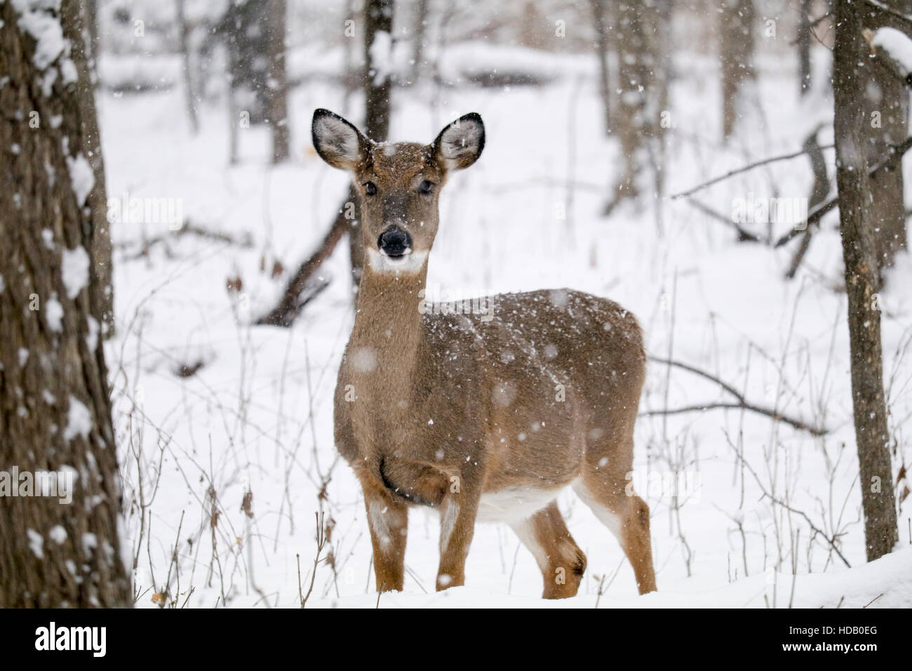 River Forest, Illinois, USA. 11. Dezember 2016. Ein whitetail Deer doe beschäftigt sich mit einem Dezember Schneesturm in Thatcher Wälder, die Grenzen dieses Chicagoer Vorort im Westen. Die Winter sind harte Zeiten für Rotwild und viele nicht dem rauen Wetter überleben, entweder zu erliegen die Kälte oder Dezimierung durch lokale Kojoten. Quelle: Todd Bannor/Alamy leben Nachrichten Stockfoto