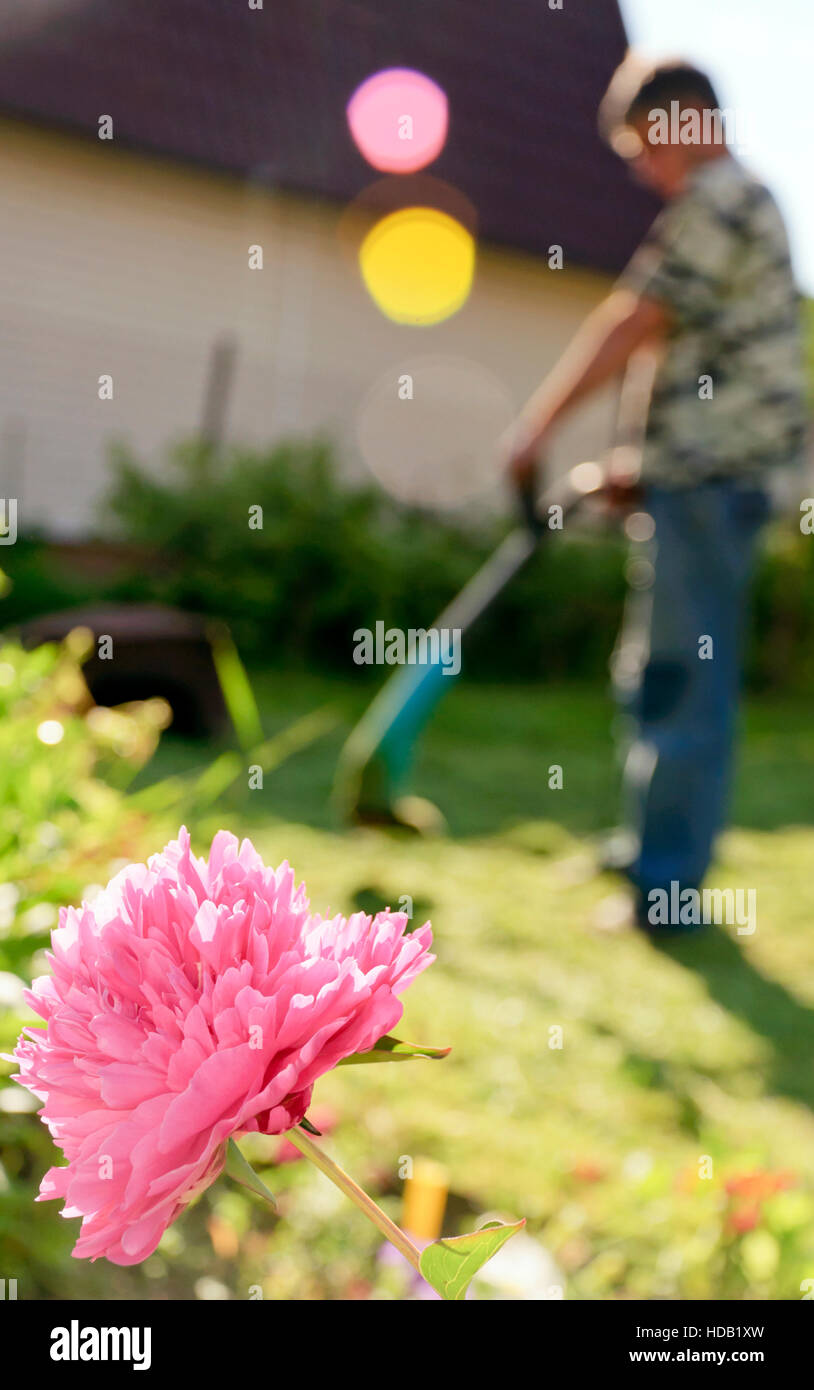 Pfingstrose Blüte und Silhouette des Mannes mit Rasentrimmer im Garten arbeiten Stockfoto