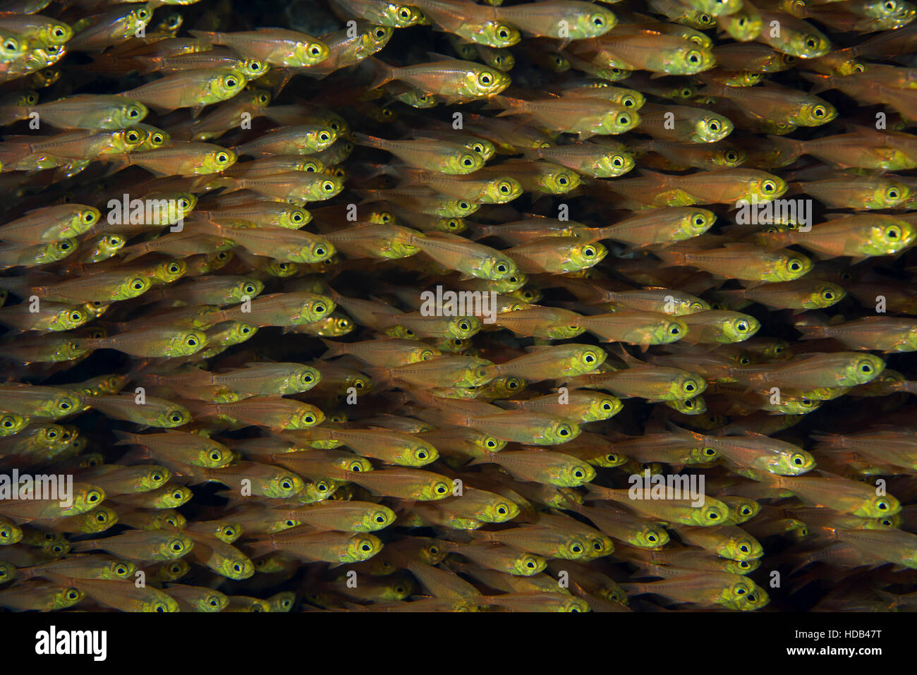 große Schule von Glassfish oder Zwerg Kehrmaschinen (beginnt Ransonneti), Rotes Meer, Dahab, Sinai-Halbinsel, Ägypten Stockfoto