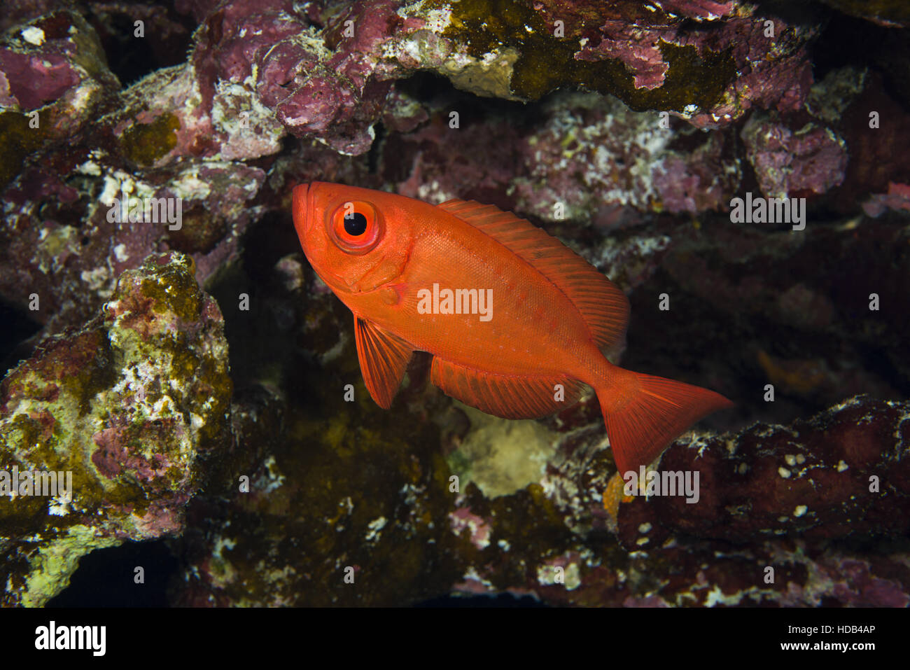 Lunar-tailed Bigeye, Goggle Eye, gemeinsame Großaugenthun oder Moontail Bullseye (Priacanthus Hamrur) in der Nähe von Coral Reef, Rotes Meer, Dahab, Sinai-Halbinsel, Ägypten Stockfoto