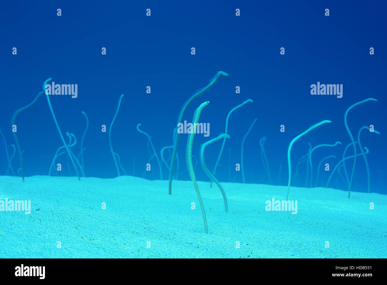 Gruppe von roten Meer Garten Aale, Indo-Pazifik Garten Aal oder Spotted Garten Aal (Gorgasia Sillneri) ernähren sich von Plankton schwimmenden von ihnen lehnen aus der s Stockfoto
