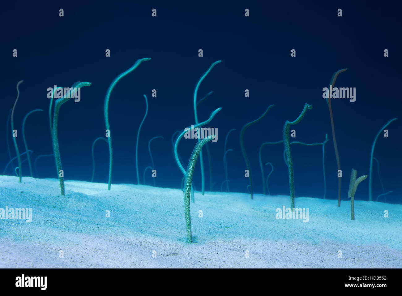 Gruppe von roten Meer Garten Aale, Indo-Pazifik Garten Aal oder Spotted Garten Aal (Gorgasia Sillneri) ernähren sich von Plankton schwimmenden von ihnen lehnen aus der s Stockfoto