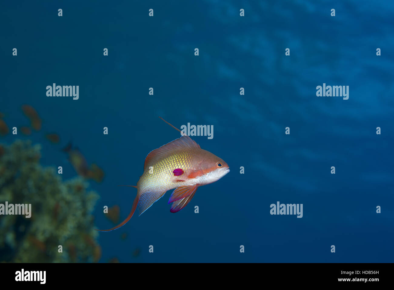 Schwimmen Sie männliche Meer Goldie, Lyretail Coralfish oder Lyretail Anthias Anthias Scalefin (Pseudanthias Squamipinnis) auf dem Hintergrund des blauen Wassers in der Nähe von coral Stockfoto