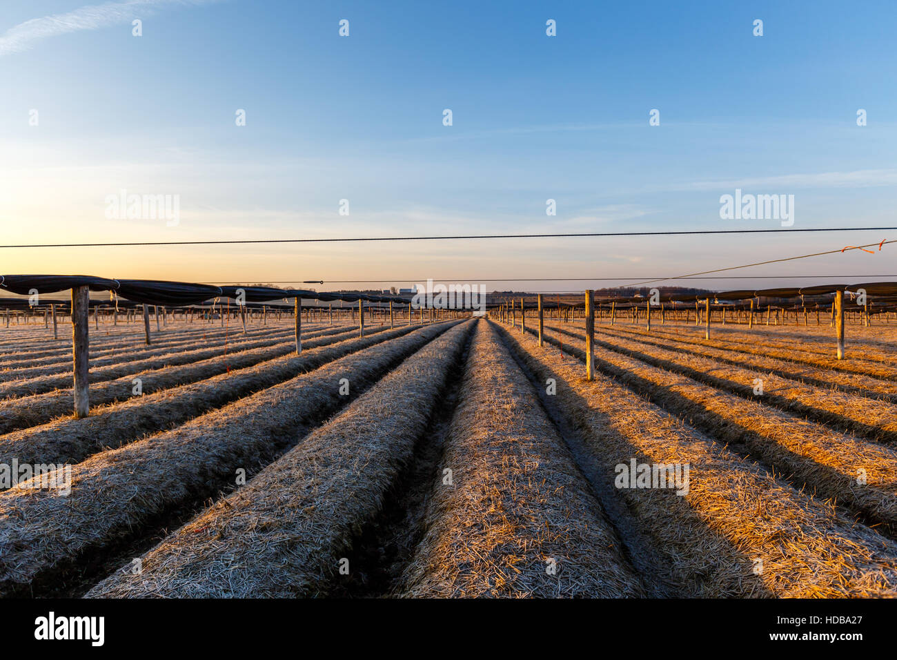 Ginseng-Farm mit einer guten Anzahl von Hektar Land. Stockfoto