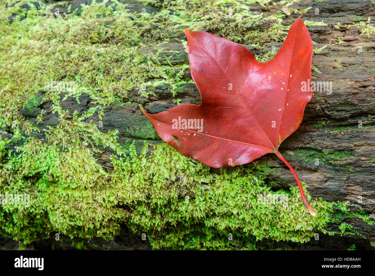 Closeup rot-Ahorn Leaft und grünes Moos im Wald Stockfoto