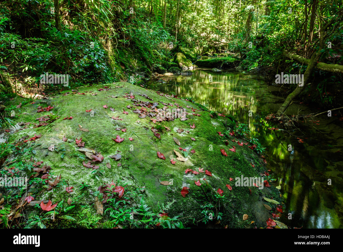 rot-Ahorn Leaft und grünes Moos im Wald Stockfoto