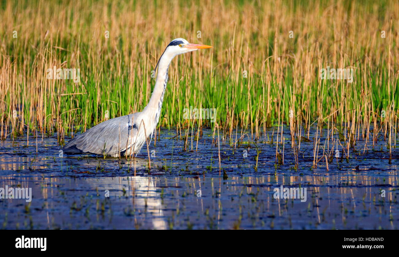 Graureiher Ardea Cinerea, zu Fuß in einem Teich auf der Suche nach Nahrung Stockfoto