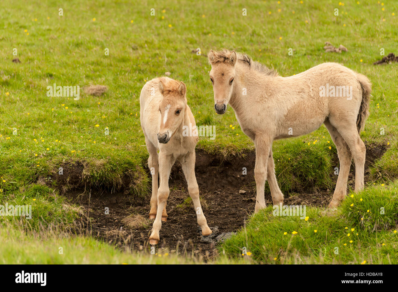 Zwei junge isländische Pferde (Equus Ferus Caballus) - Fohlen und Stute - auf einer Wiese im Süden Islands. Stockfoto