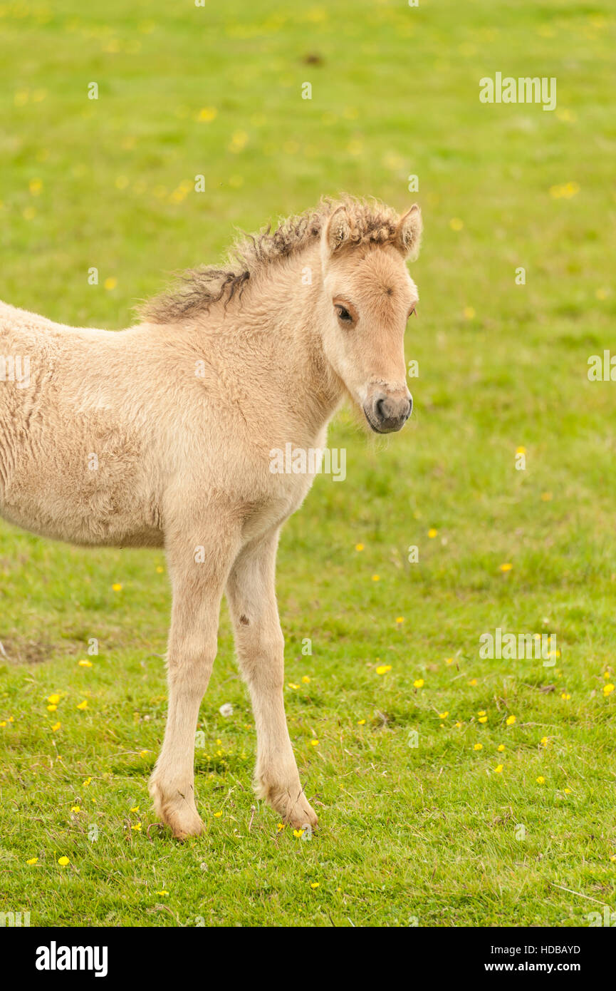 Ein junge isländische Pferd (Equus Ferus Caballus) - Fohlen - auf einer Wiese im Süden Islands. Stockfoto