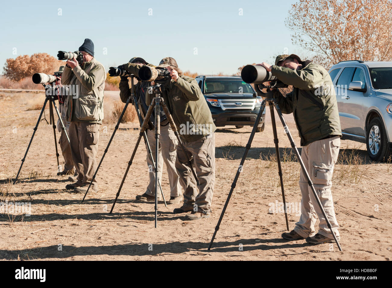 Eine Gruppe von fünf Tierfotografen reihte sich ein, um Fotos von Vögeln im Bosque del Apache National Wildlife Refuge in New Mexico, USA, zu machen. Stockfoto