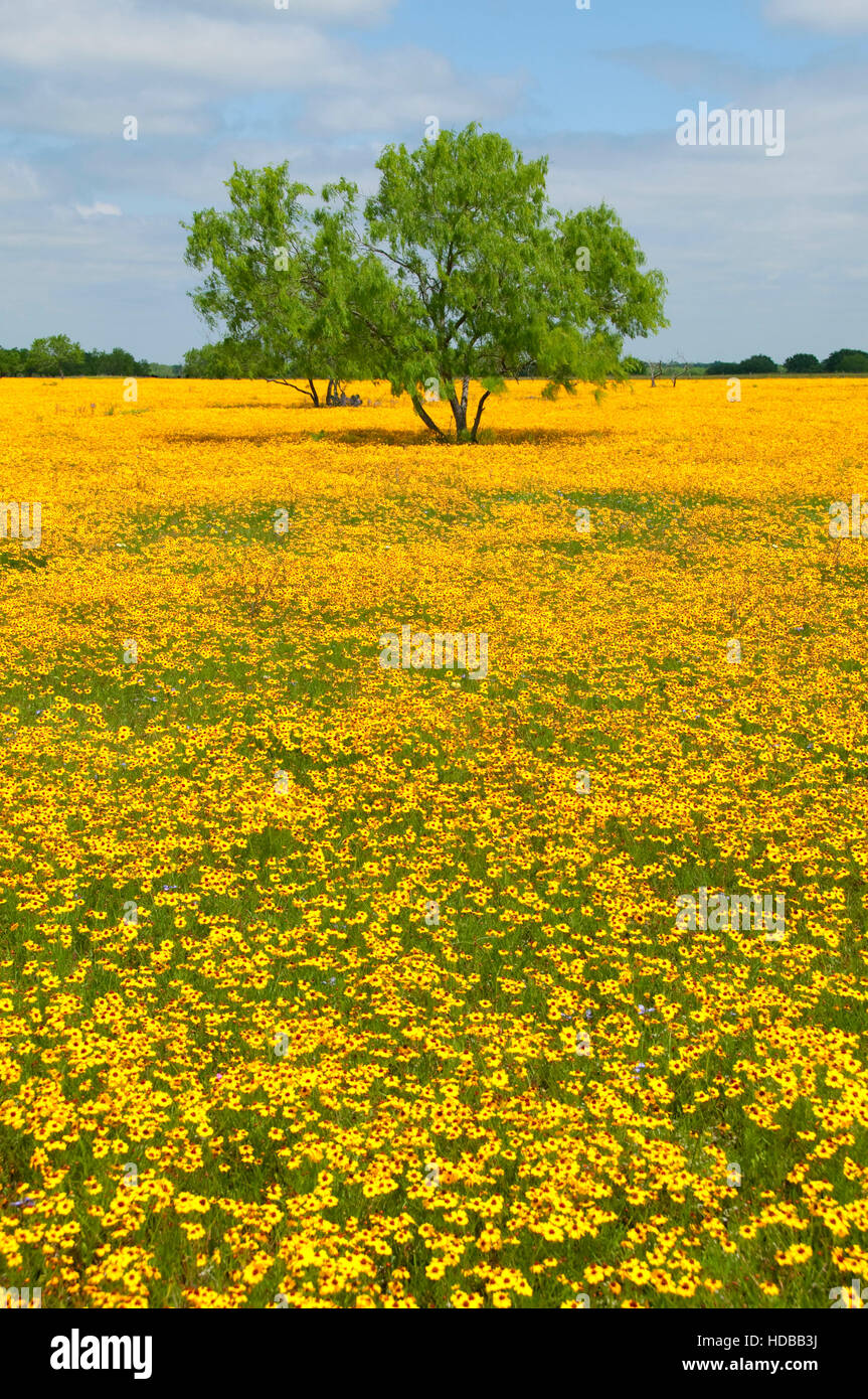 Gelbes Gänseblümchen Feld mit Mesquite, Goliad County, Texas Stockfoto