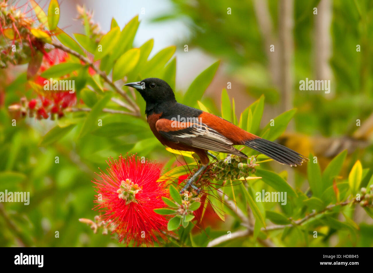 Obstgarten-Pirol auf Bottlebrush Baum, Leonabelle Turnbull Birding Zentrum Aransas Pass, Texas Stockfoto