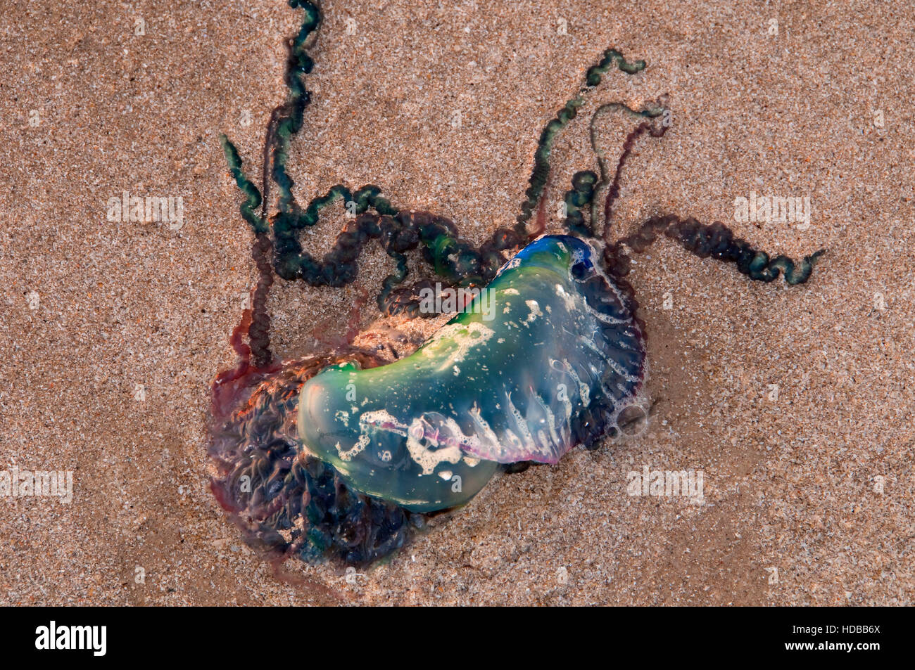 Portugiesischer Mann o Krieg (Physalia Physalis), Padre Island National Seashore, Texas Stockfoto