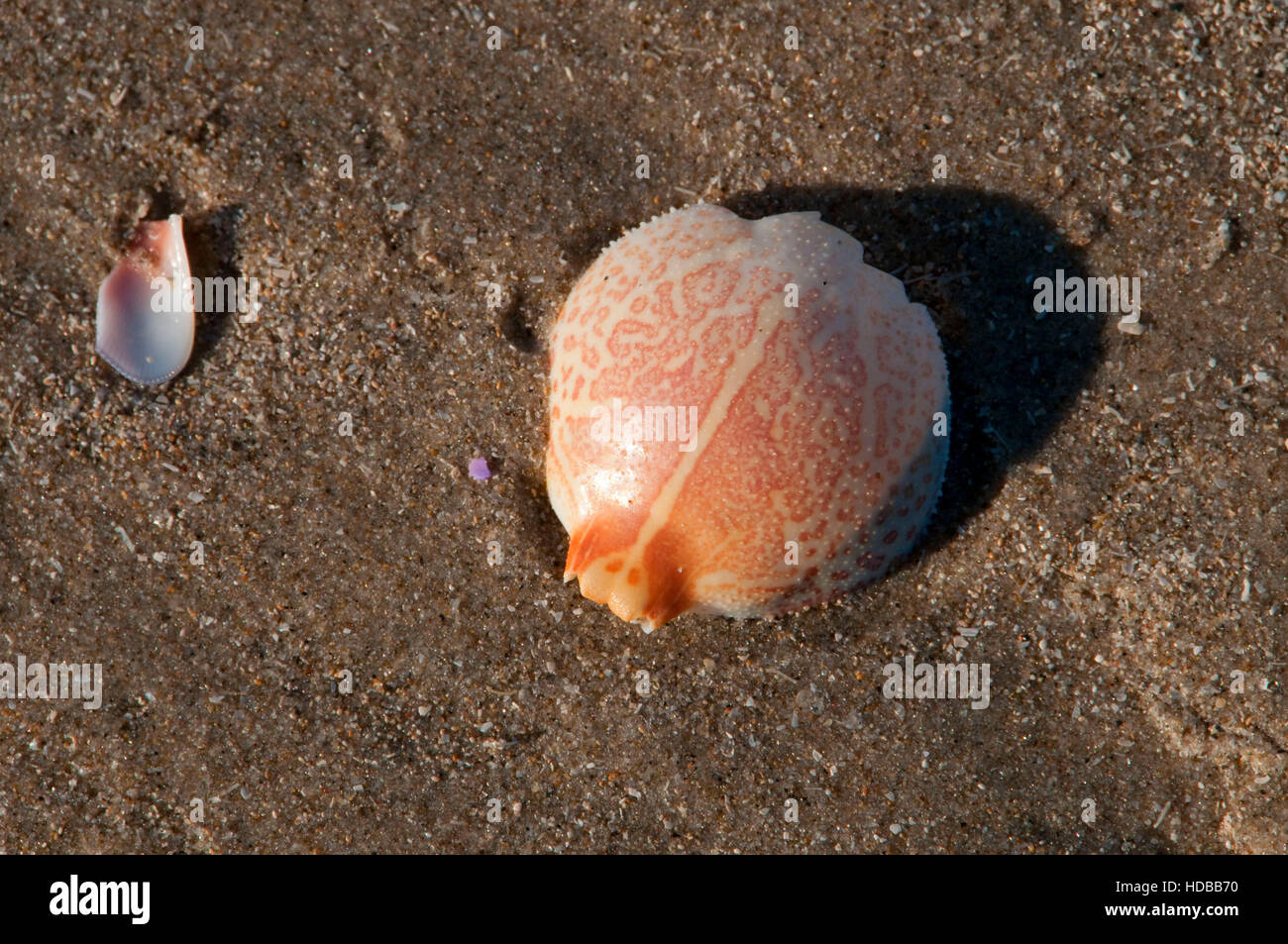 Krabben Sie-Schale, Padre Island National Seashore, Texas Stockfoto