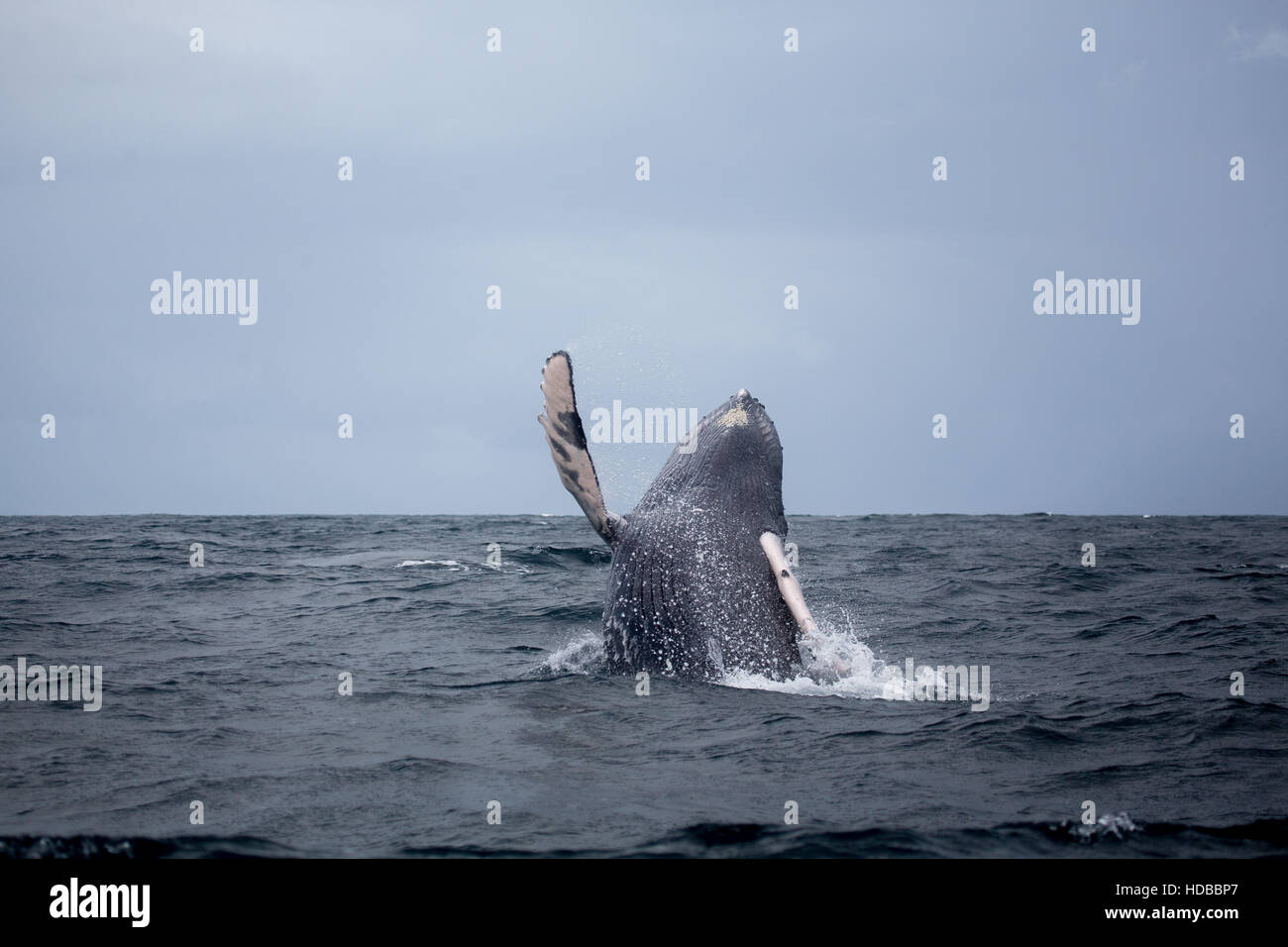 Springen Buckelwale in Samaná, Dominikanische Republik Stockfoto